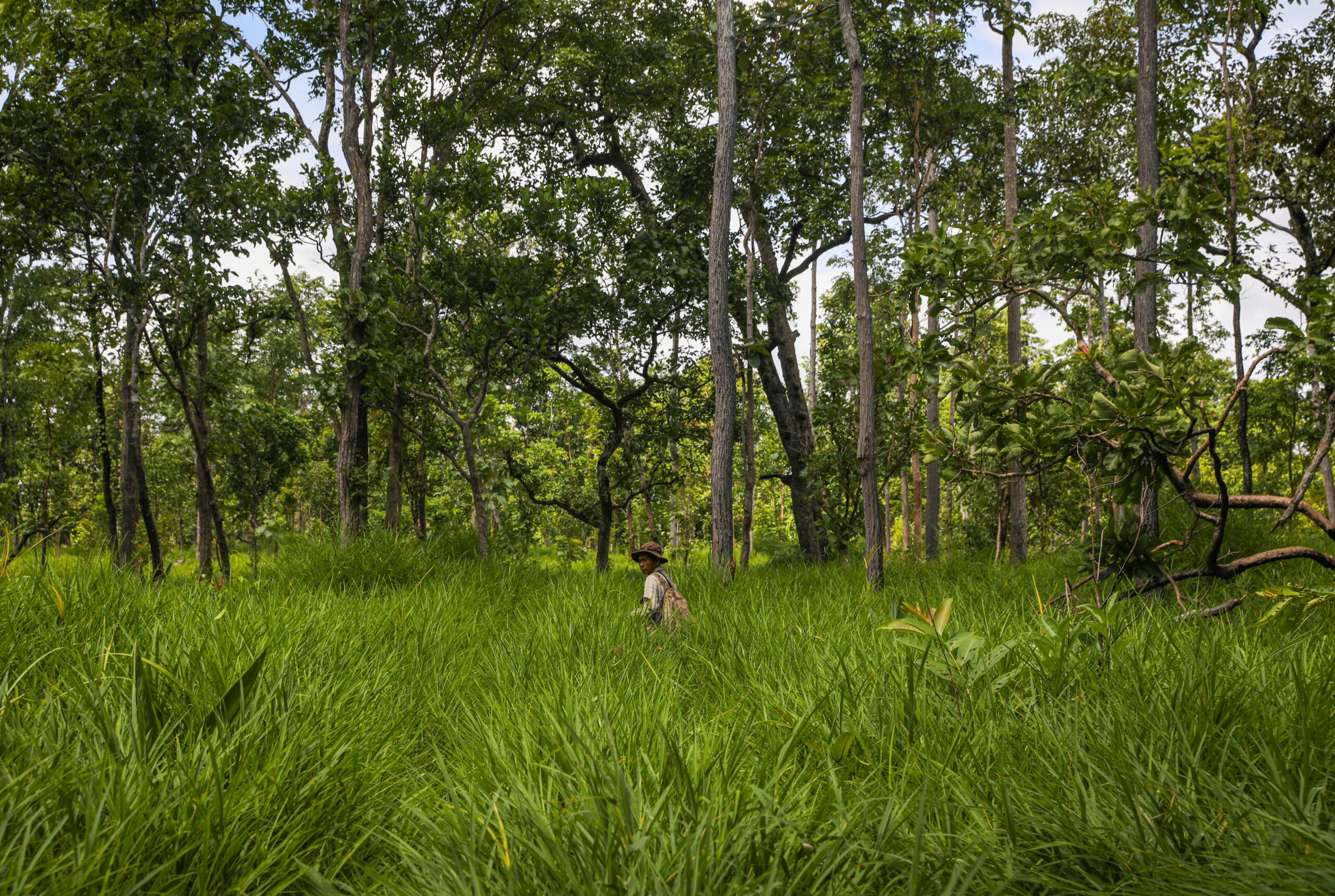 Politics of Extinction: On the trail of Cambodia’s kouprey