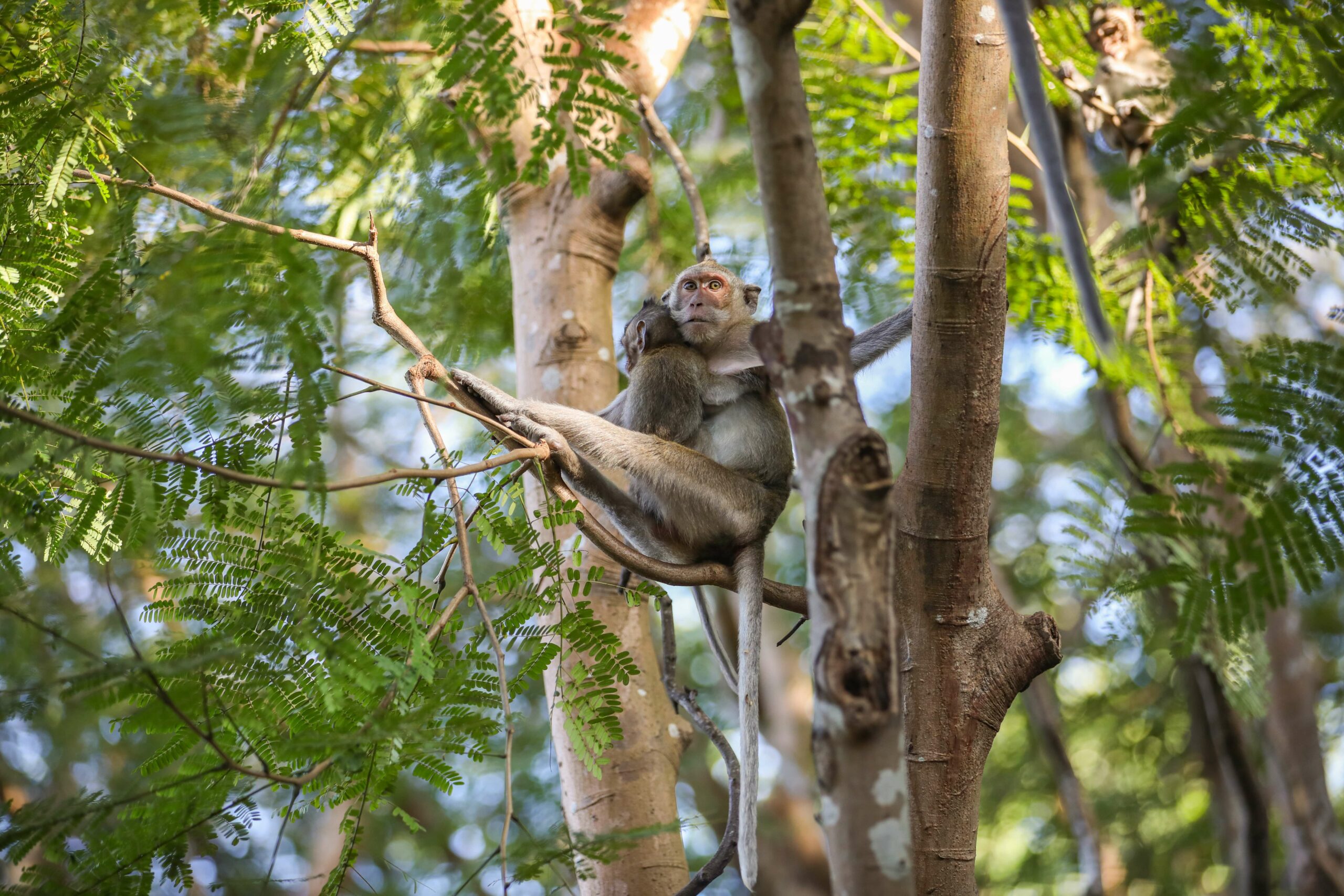 How the race for a Covid vaccine enriched monkey poachers and endangered macaques