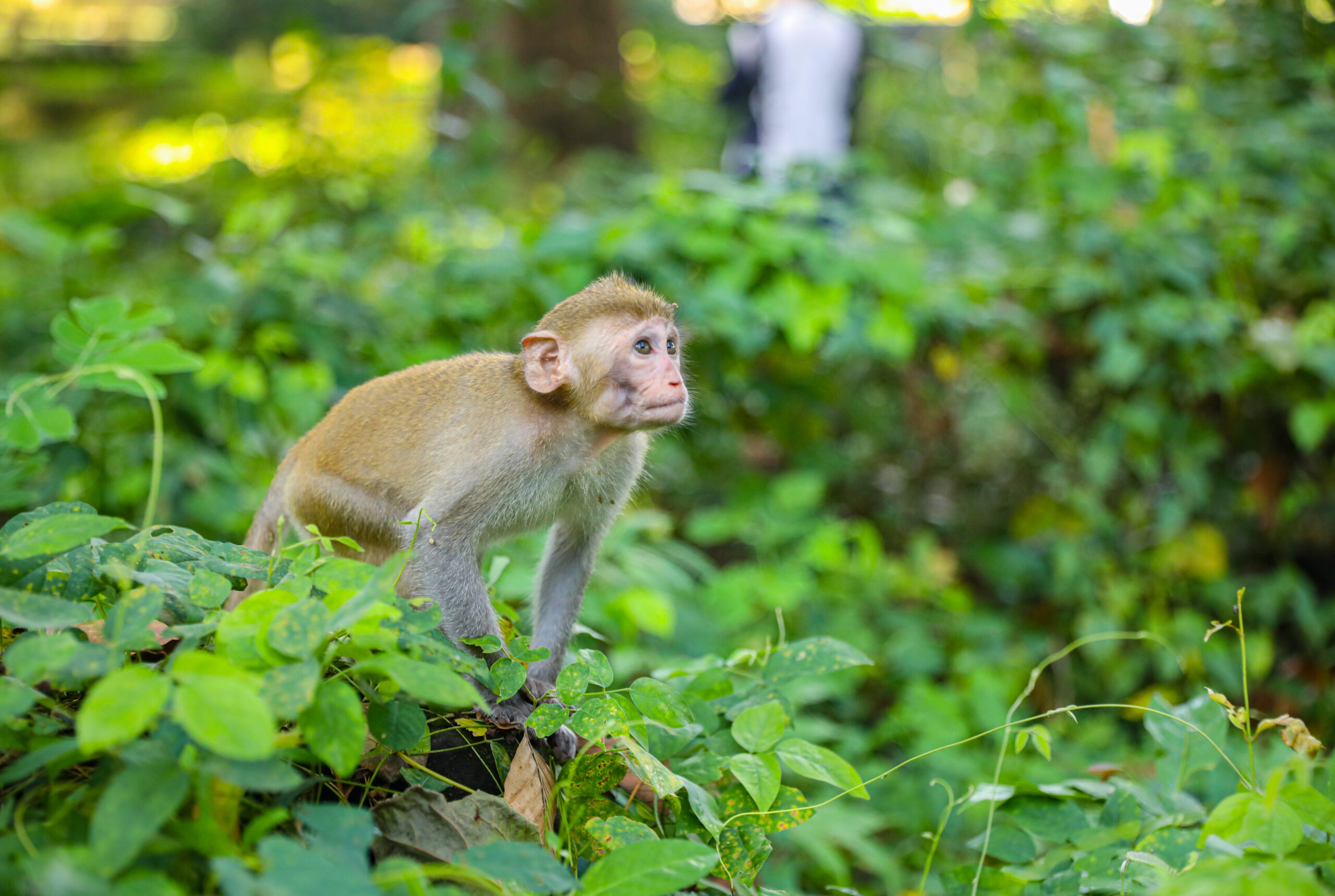 Small monkeys are big business in Cambodia’s animal trade