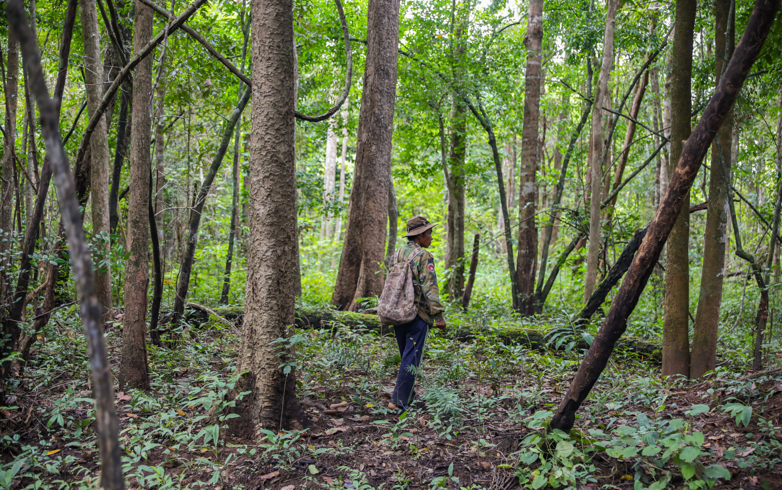 Silent Forests: Post-pandemic wildlife consumption threatens human and forest health