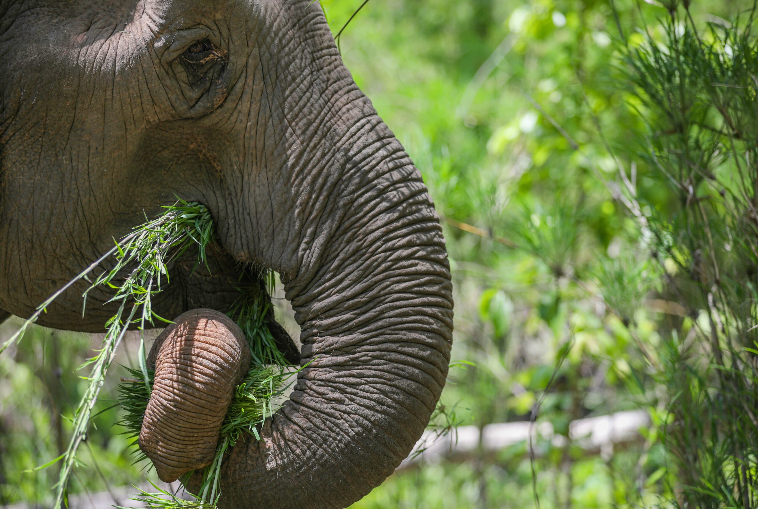 Clashing with humans, Vietnam’s last wild elephants are running out of time