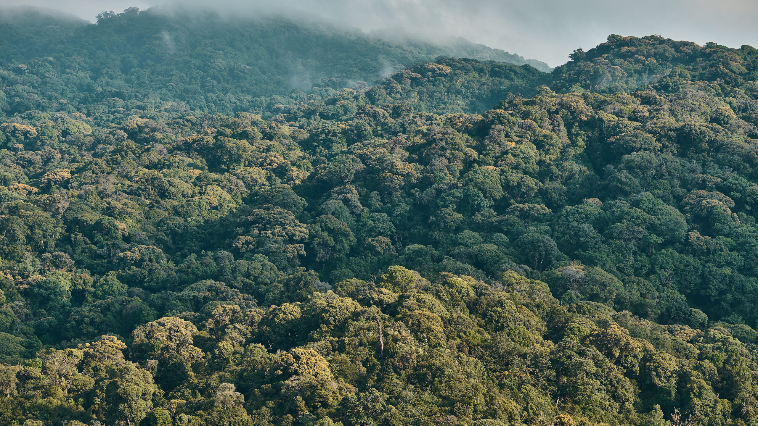 In the Annamite mountains, newly discovered species edge toward extinction
