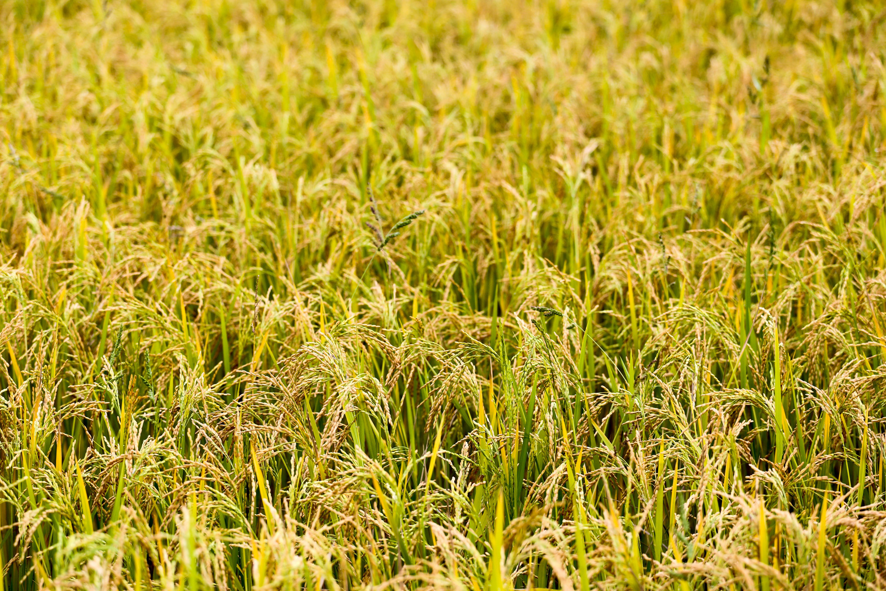 Land of Plenty: challenges and opportunities for Cambodian agriculture