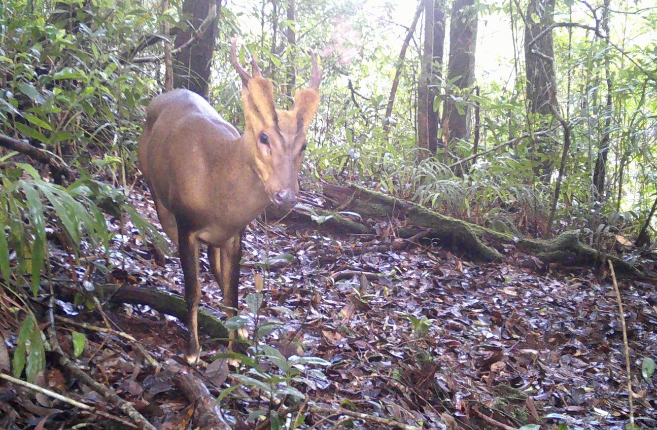 Endangered ‘barking deer’ strikes a pose for conservationists